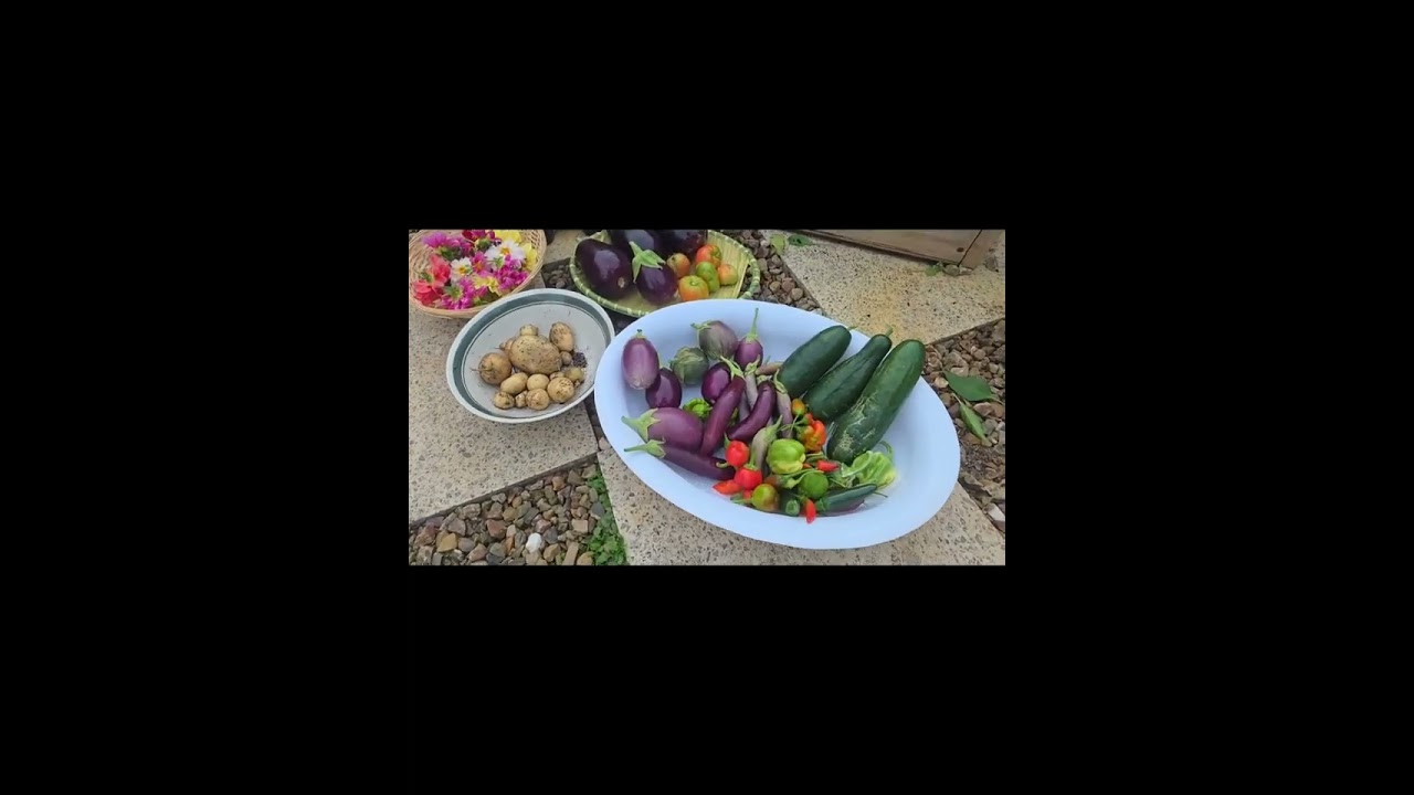 Garden 🍃 to plate 🍽.  New vegetables -Potatoes and beans 