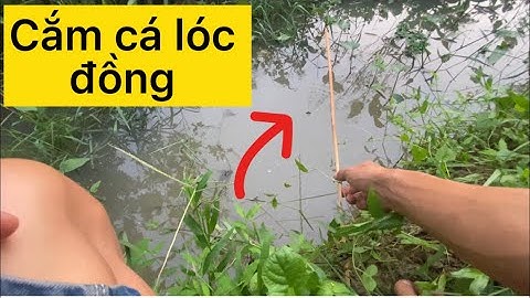 Cắm câu cá lóc bằng mồi dế mùa nước nổi ở miền Tây | phiêu xứ dừa