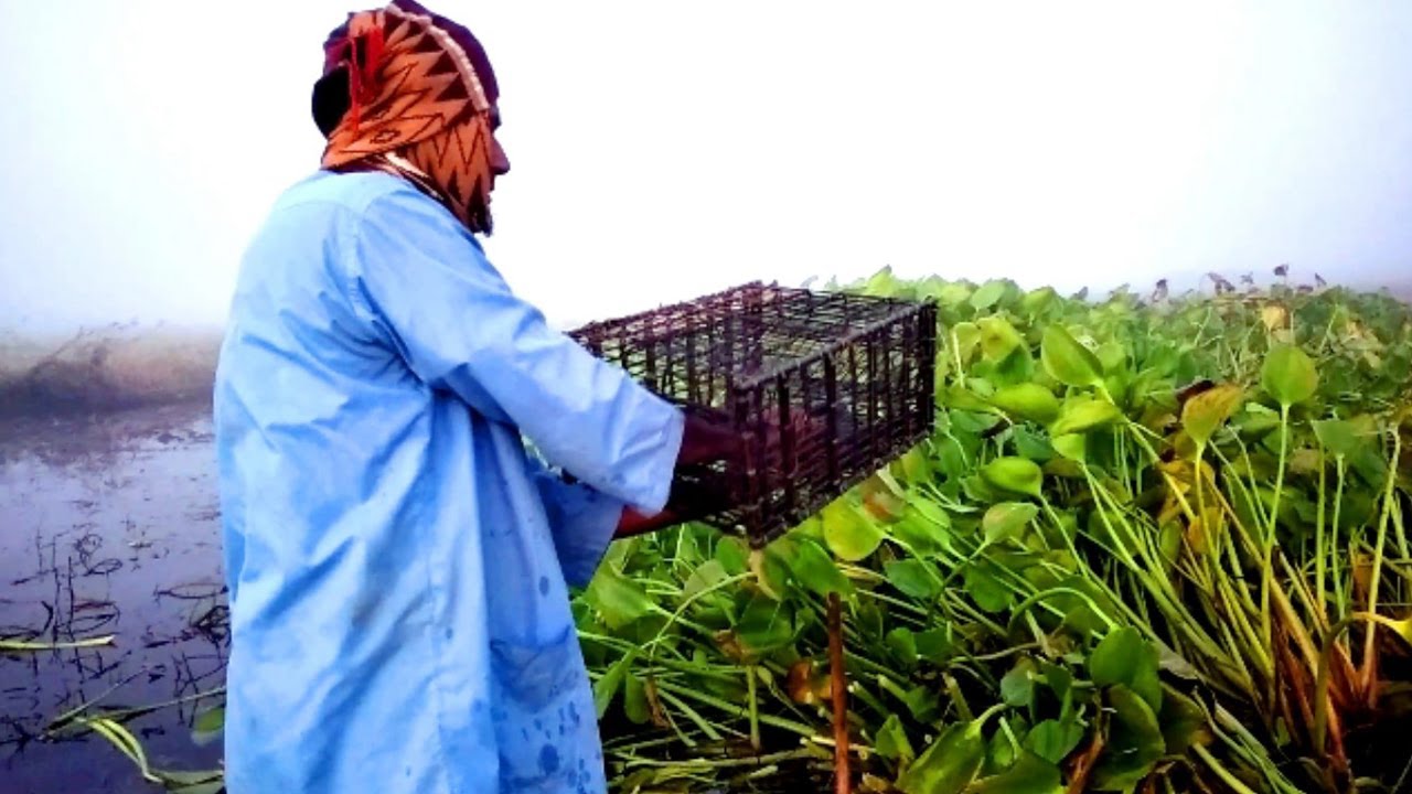 Traditional Fishing System | Village fishing technique | fishing | Natural fishing video (Part-1)