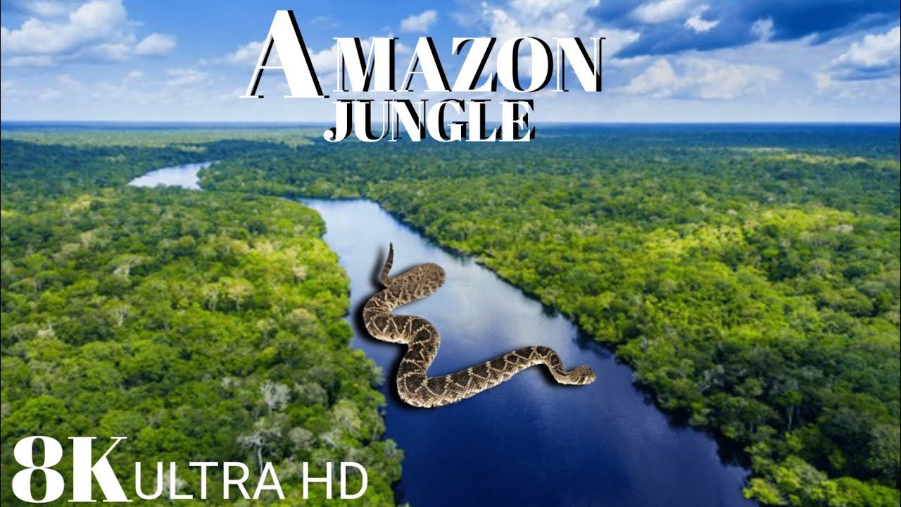AMAZON JUNGLE ka rahasya Hindi men! Amazon jungle 8kThe world's