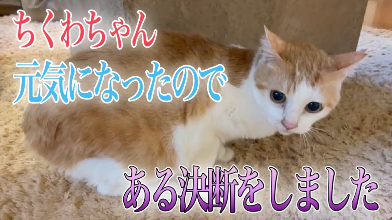リンパ腫のちくわちゃんにとって最善の道を選びました Cancer Cat Youtube