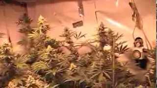 Diggity Dank Flower Room TGA genetics
