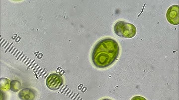 Algae scale-up Bulk culture