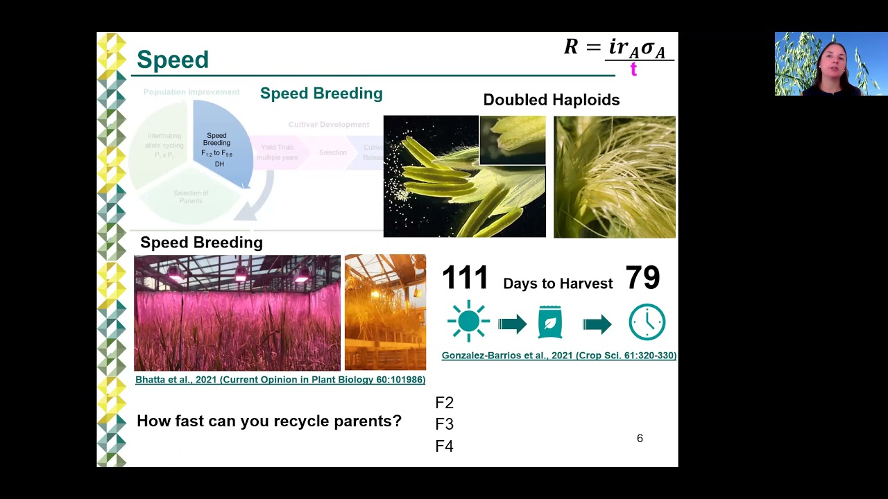 Genomic Selection in Cereals Breeding