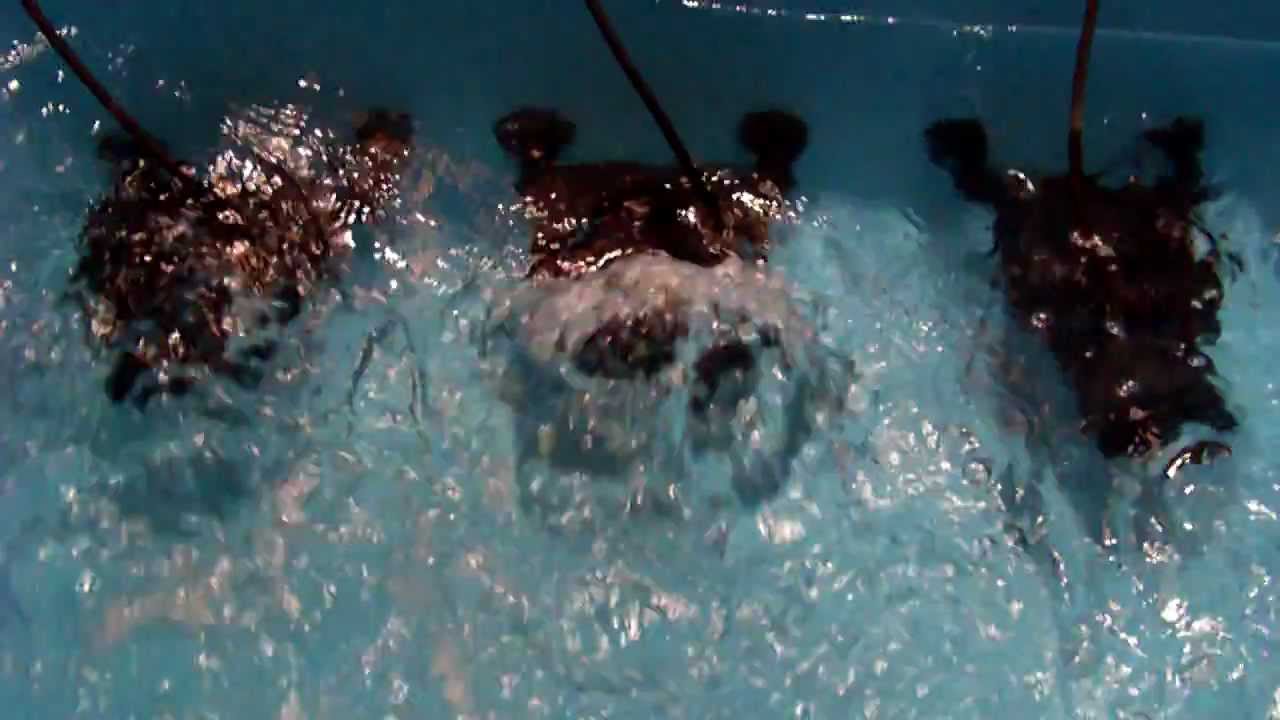 TUNZE® Turbelle® masterstream Tank, at Interzoo 2012