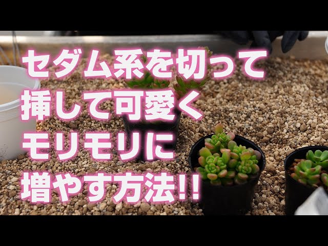 Succulent plants] How to cut and plant sedums to grow cute and