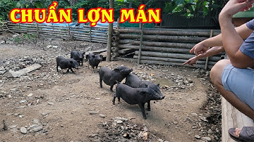 Vào bản của người Dao mua lợn mán, lợn tên lửa|| Farm life VN