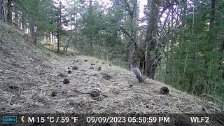 Tehachapi Cabin Squirrel