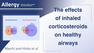 The effects of inhaled corticosteroids on healthy airways