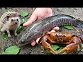 Kirain Kecil… Ternyata Ikan Gabus Jumbo Bersembunyi di Dalam Lubang!!!