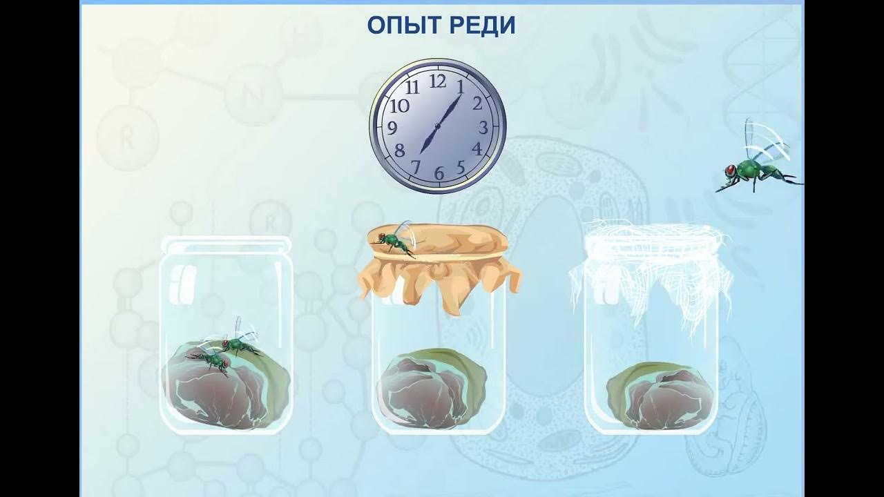 Друг реди. Опыт Франческо реди. Франческо реди опыт с мясом. Эксперимент Франческо реди с мясом. Теория самозарождения реди опыт.