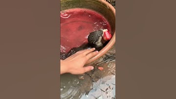 Rái cá Titi năn nỉ Tiun ăn mận chung để được ăn cá nhưng bị từ chối tức giận