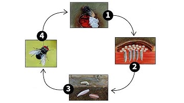 New World Screwworm: Lifecycle