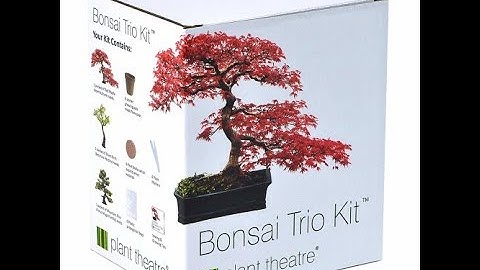 Planting and growing Bonsai Tree Part 2 - Bonsai Trio Kit