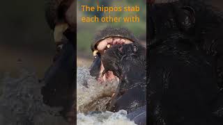 Hippo Fight in The Chobe  #wildlifephotography #shorts  #hippo