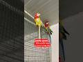 Rosellaparrot Birds Rosella رۆزیلا باڵندە ڕەنگ و ڕەنگە کە Shorts Viralvideo Pets