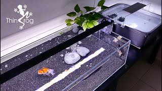 Baby Lionchu Update & Adding New Oranda Goldfish