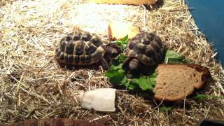 Alimentation tortues terrestres