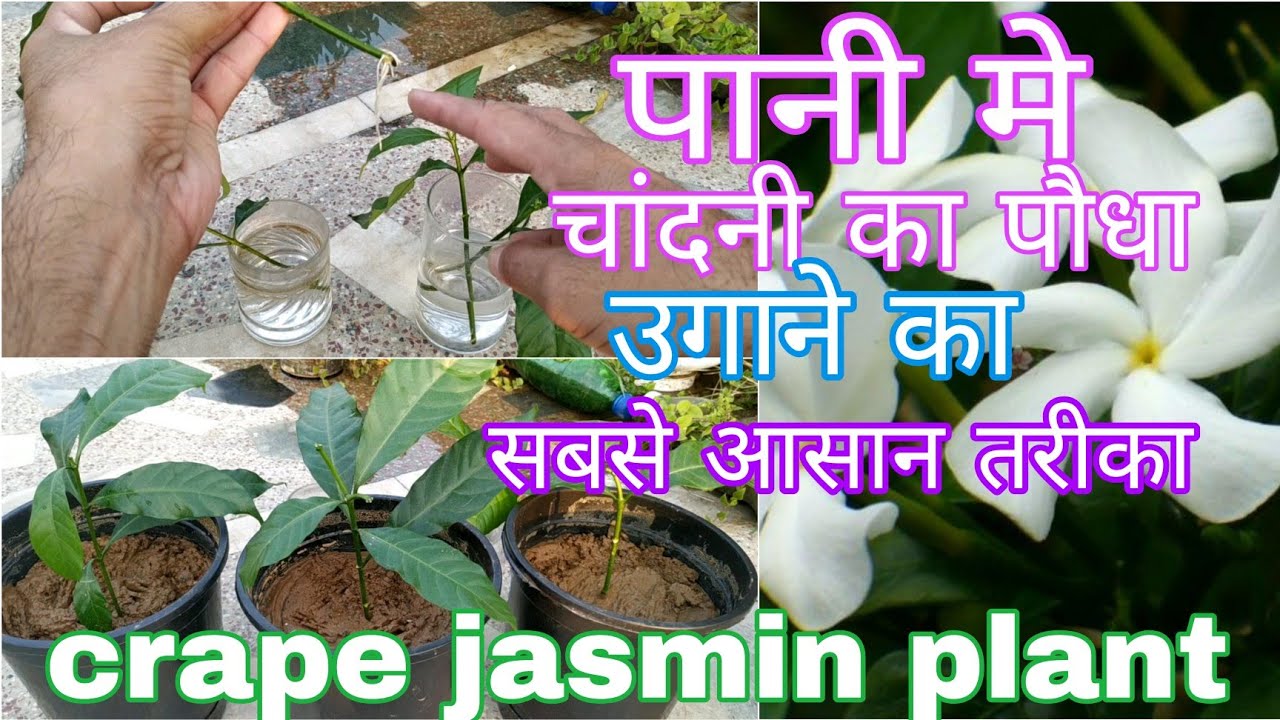 चांदनी की कटिंग पानी में कैसे उगाये 100% सफलता मिलेगी |How to grow chandani plant cutting in water|
