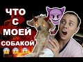 САМАЯ СТРАШНАЯ СОБАКА // почему не усыпляю...