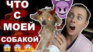 САМАЯ СТРАШНАЯ СОБАКА // почему не усыпляю... САМАЯ СТРАШНАЯ СОБАКА // почему не усыпляю...
