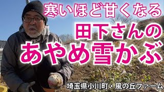 【風の丘ファーム】あやめ雪かぶ　40年以上有機野菜をつくる田下さんのあやめ雪かぶ。寒さで柔らかく甘くなっています。