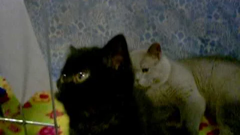 Watch the video about SGC RW Rejinald Lilac Prince at a show - British Shorthair