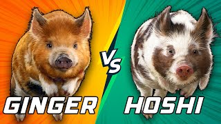 Which Pig will Win the Championship?