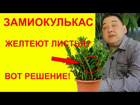 Желтеют листья у замиокулькаса? 10 причин этой напасти [Все решим прямо сейчас]