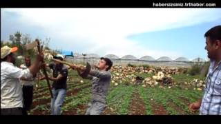 Çiftçilerin Çapa Dansı