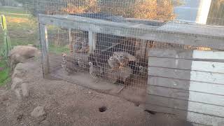 Raising Chukars What is a Chukar?