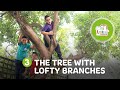 The tree with lofty branches  quranic parables ramadan