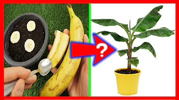 ¿Puedes plantar un trozo de plátano?