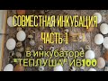 Инкубация куриных и перепелиных яиц / Совместная инкубация,что из этого выйдет/Теплуша