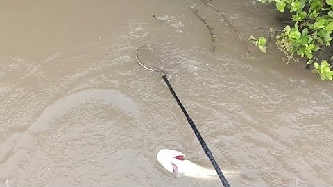 Đi Kích Cá Ở Vuông Tôm Cá Lóc Lên Thấy Mê Luôn @