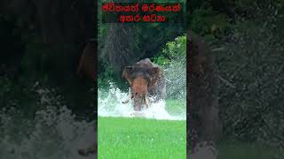 Elephant attack | ජිවිතයත් මරණයත් අතර සටන. | raja elephant. | tusker