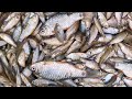छोटी मछली को साफ कैसे करे | छोटी मछली कैसे बनाए | How to clean small fish in desi style | nys rasoi