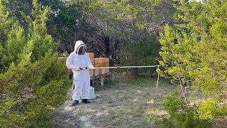 2023-06-02: What a lovely day: a rattlesnake attacks me in the Bee Yard, and we lose a hive.