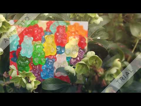 Eating 350mgs Of Thc Gummies Cheers Ladys And Gentlemen