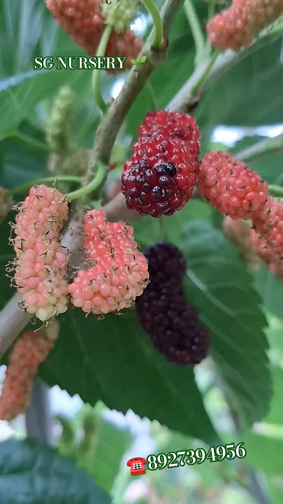 #mulberry plant available contact number 8927394956  896781420#fruit #farming#mulberryfruit