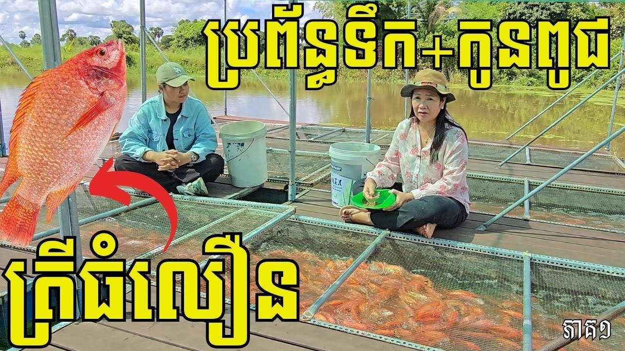 កត្ដាចម្បង ៣សំខាន់បំផុត បើចង់ចិញ្ចឹមត្រីទីឡាព្យាក្រហមឲ្យធំលឿន គុណភាពល្អ ងាយលក់ចេញ