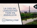 Tierra y mar | La cría del langostino tigre en Andalucía
