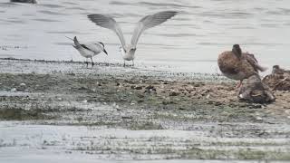 Gull-billed tern - Gelochelidon nilotica - Lachstern
