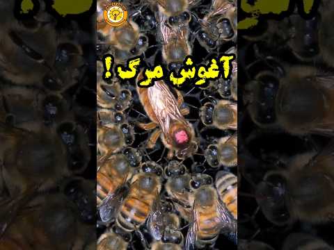 تصویری: در زنبورهای عسل تخم‌های بارور نشده تولید می‌شوند؟