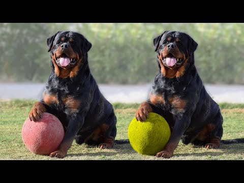 वीडियो: Rottweilers में रीढ़ की हड्डी में गिरावट