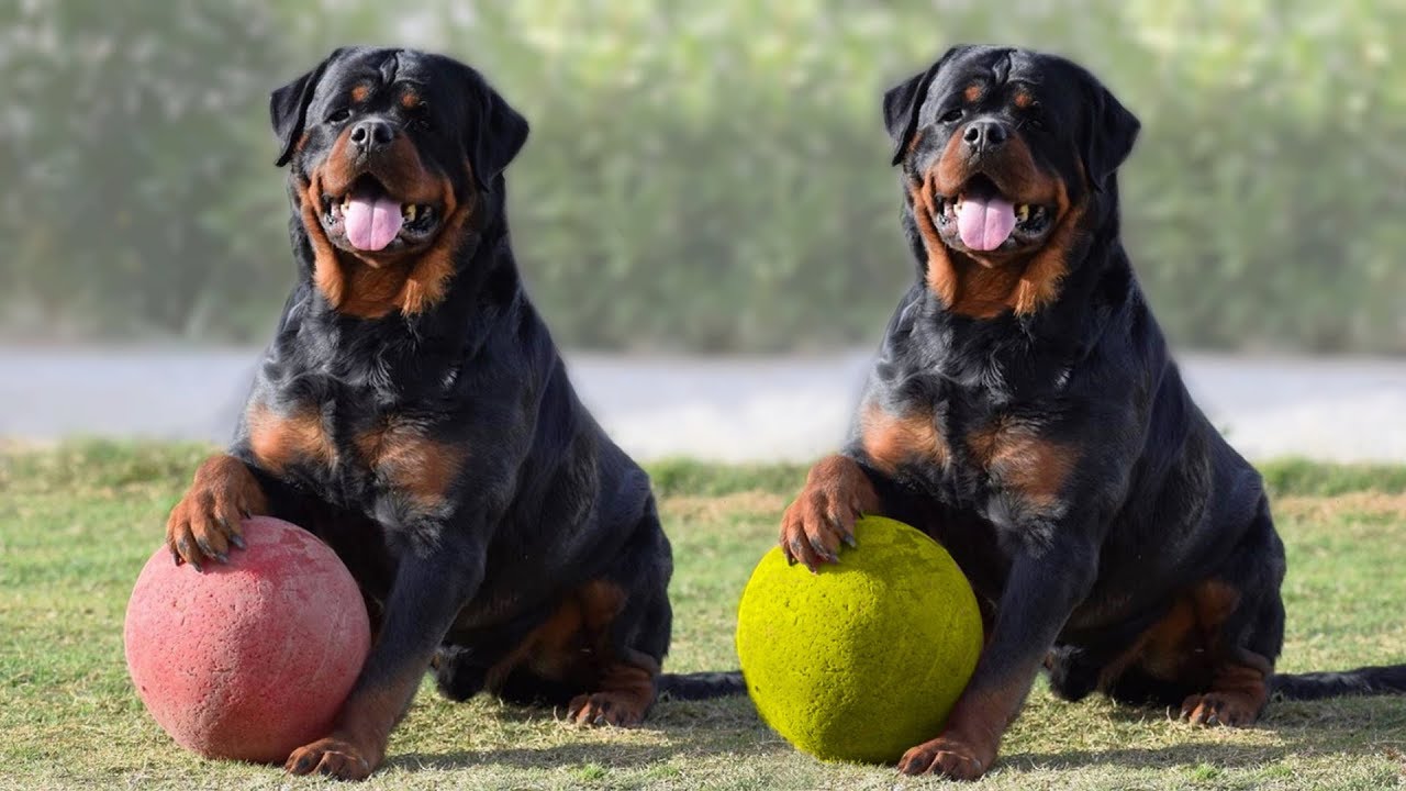 cool rottweiler