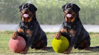 Most Amazing Facts about Rottweilers