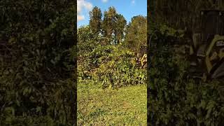 Para Minicarregadeiras, Pé carregadeiras, cabeçote triturador desbastador Prinoth M450s!