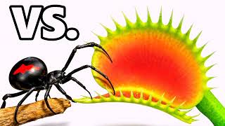Black Widow vs. Venus Fly Trap #venusflytrap #blackwidow