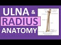 Radius and Ulna Anatomy and Physiology: Forearm Bones